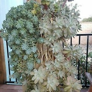 ECHEVERIA  EXTRAVAGANZA SUCCULENTS 10 CUTTINGS